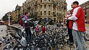 Pigeons in Victory Square, Timişoara